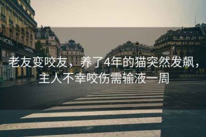 老友變咬友，養(yǎng)了4年的貓突然發(fā)飆，主人不幸咬傷需輸液一周