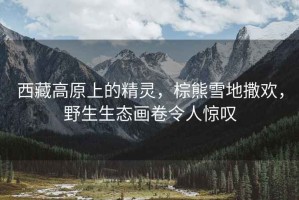 西藏高原上的精靈，棕熊雪地撒歡，野生生態(tài)畫卷令人驚嘆