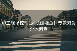 施工現(xiàn)場驚現(xiàn)1米長娃娃魚！專家緊急介入調(diào)查