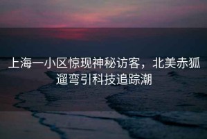 上海一小區(qū)驚現(xiàn)神秘訪客，北美赤狐遛彎引科技追蹤潮