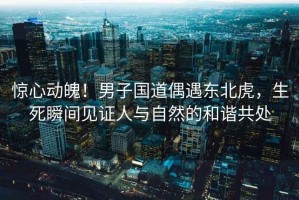 驚心動魄！男子國道偶遇東北虎，生死瞬間見證人與自然的和諧共處