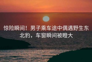 驚險瞬間！男子乘車途中偶遇野生東北豹，車窗瞬間被瞪大