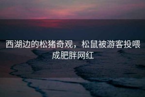 西湖邊的松豬奇觀，松鼠被游客投喂成肥胖網(wǎng)紅