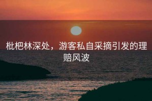 枇杷林深處，游客私自采摘引發(fā)的理賠風(fēng)波