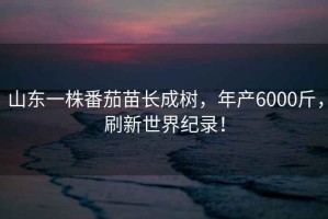 山東一株番茄苗長成樹，年產(chǎn)6000斤，刷新世界紀(jì)錄！