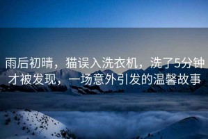 雨后初晴，貓誤入洗衣機(jī)，洗了5分鐘才被發(fā)現(xiàn)，一場(chǎng)意外引發(fā)的溫馨故事