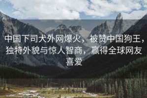 中國下司犬外網(wǎng)爆火，被贊中國狗王，獨(dú)特外貌與驚人智商，贏得全球網(wǎng)友喜愛