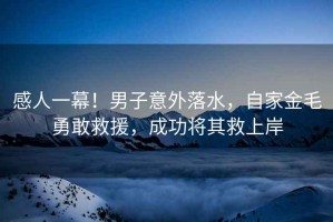 感人一幕！男子意外落水，自家金毛勇敢救援，成功將其救上岸