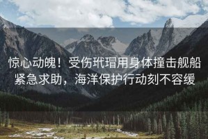 驚心動魄！受傷玳瑁用身體撞擊艦船緊急求助，海洋保護(hù)行動刻不容緩