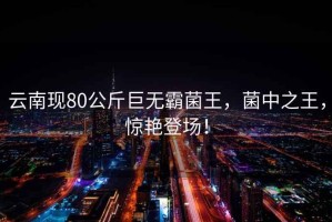 云南現(xiàn)80公斤巨無霸菌王，菌中之王，驚艷登場！