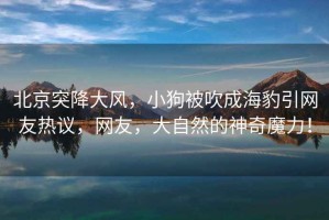 北京突降大風(fēng)，小狗被吹成海豹引網(wǎng)友熱議，網(wǎng)友，大自然的神奇魔力！