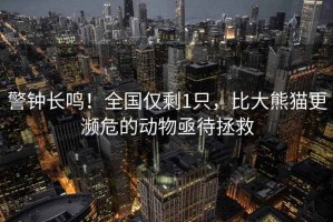 警鐘長(zhǎng)鳴！全國(guó)僅剩1只，比大熊貓更瀕危的動(dòng)物亟待拯救