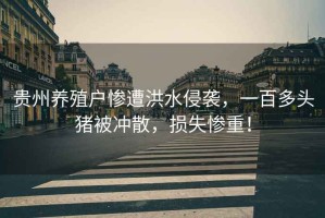 貴州養(yǎng)殖戶慘遭洪水侵襲，一百多頭豬被沖散，損失慘重！