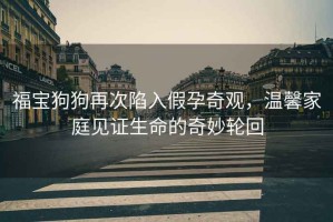 福寶狗狗再次陷入假孕奇觀，溫馨家庭見證生命的奇妙輪回