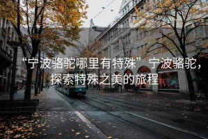 “寧波駱駝哪里有特殊”寧波駱駝，探索特殊之美的旅程