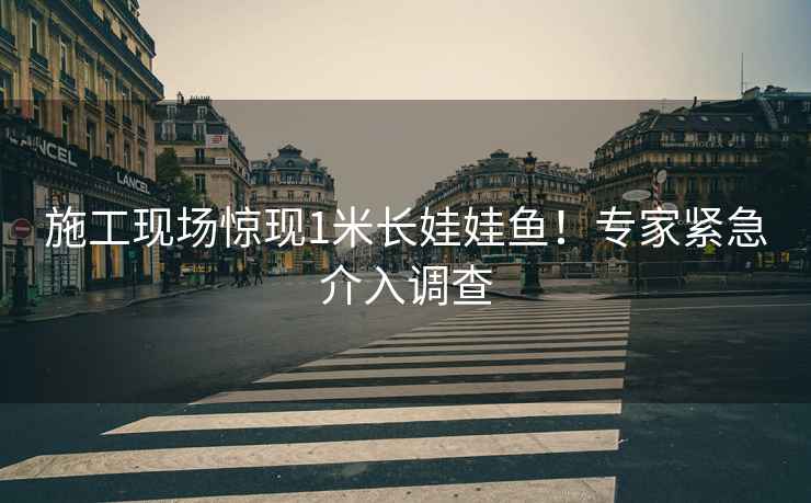 施工現(xiàn)場驚現(xiàn)1米長娃娃魚！專家緊急介入調(diào)查