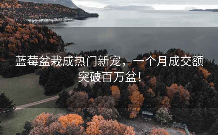 藍莓盆栽成熱門新寵，一個月成交額突破百萬盆！