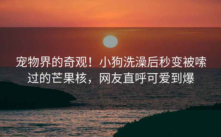 寵物界的奇觀！小狗洗澡后秒變被嗦過的芒果核，網(wǎng)友直呼可愛到爆