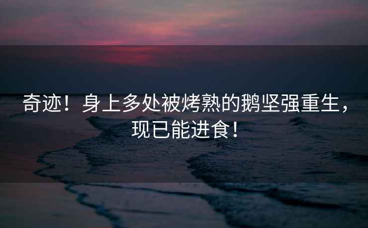 奇跡！身上多處被烤熟的鵝堅(jiān)強(qiáng)重生，現(xiàn)已能進(jìn)食！