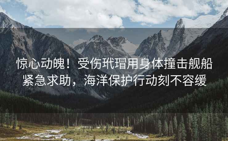 驚心動魄！受傷玳瑁用身體撞擊艦船緊急求助，海洋保護(hù)行動刻不容緩