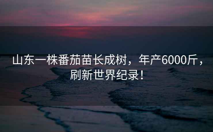 山東一株番茄苗長成樹，年產(chǎn)6000斤，刷新世界紀(jì)錄！