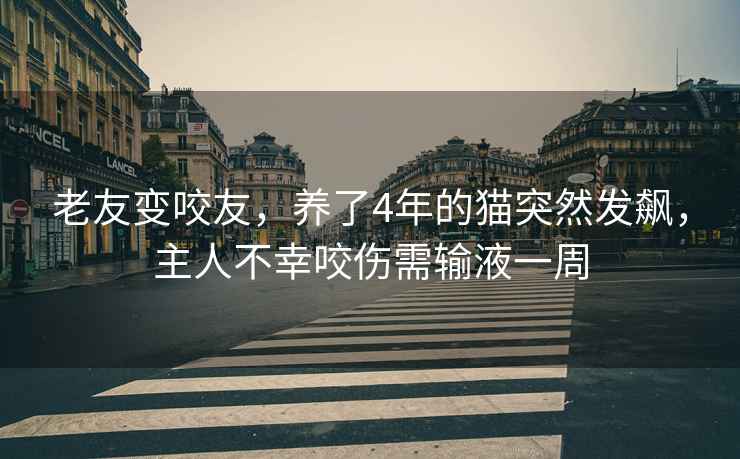 老友變咬友，養(yǎng)了4年的貓突然發(fā)飆，主人不幸咬傷需輸液一周