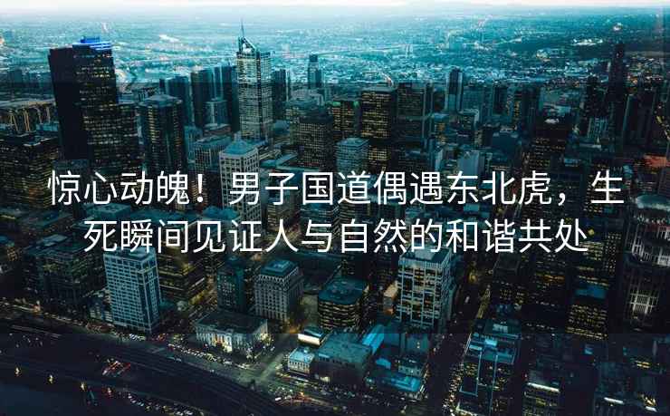 驚心動魄！男子國道偶遇東北虎，生死瞬間見證人與自然的和諧共處