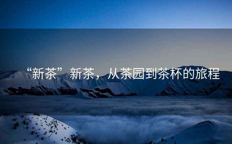 “新茶”新茶，從茶園到茶杯的旅程