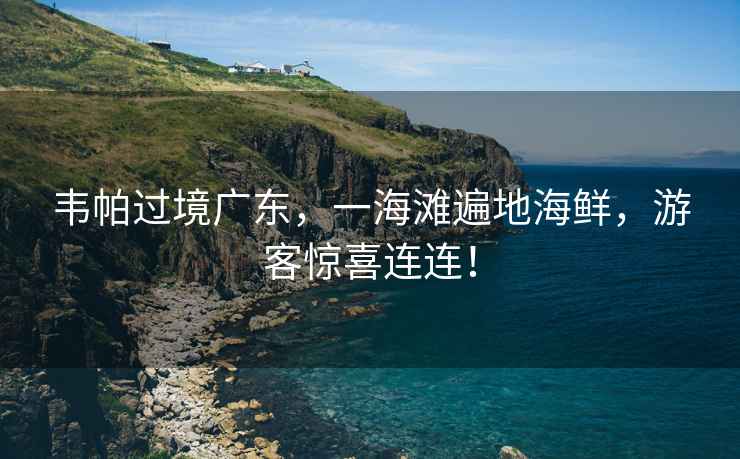 韋帕過境廣東，一海灘遍地海鮮，游客驚喜連連！