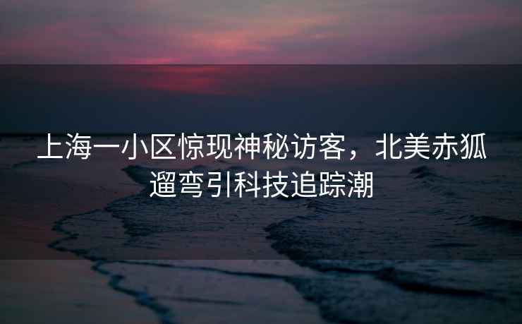上海一小區(qū)驚現(xiàn)神秘訪客，北美赤狐遛彎引科技追蹤潮