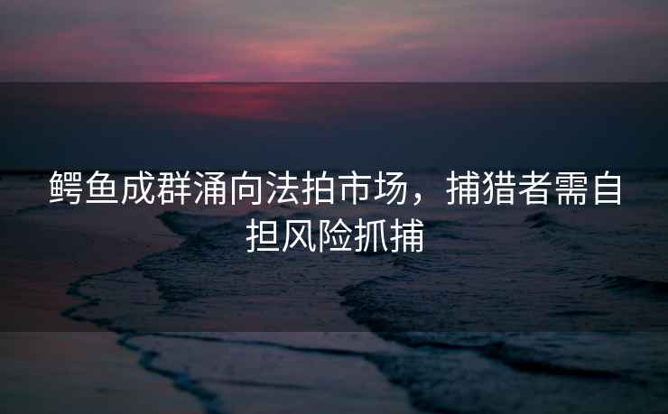 鱷魚成群涌向法拍市場，捕獵者需自擔(dān)風(fēng)險(xiǎn)抓捕